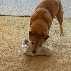 Meet your Posher, Heidi